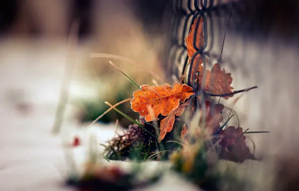 Picture winter, autumn, grass, leaves, macro, snow, mesh, foliage, the fence, oak