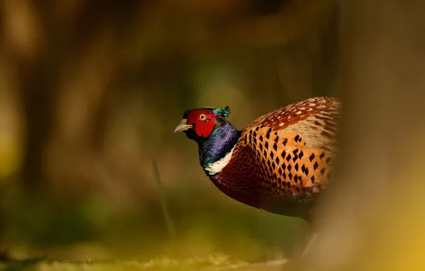 Picture background, bird, wildlife, blurred, pheasant, bright plumage