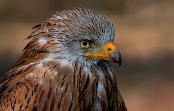 Picture close-up, background, bird, predator, feathers, beak, kite, Pitigoi