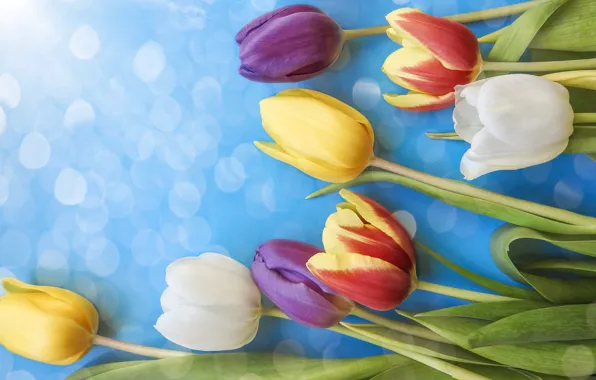 Picture flowers, colorful, tulips, fresh, flowers, beautiful, tulips, spring
