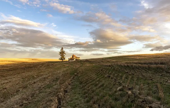 Picture field, light, nature, house, tree, morning, Eastern Washington