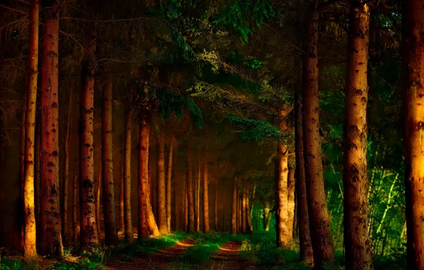Picture road, forest, light, nature, the darkness, shadows