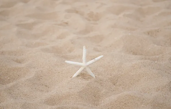 Picture sand, beach, nature, starfish