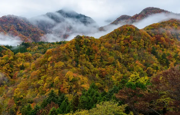 Picture autumn, forest, trees, mountains, nature, fog