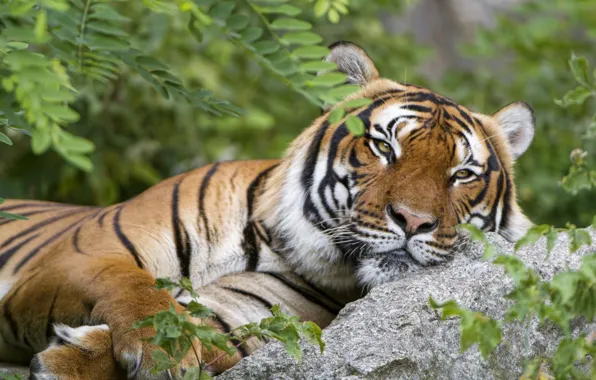 Picture tiger, stay, predator, handsome