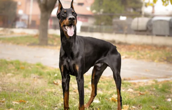 Picture language, Doberman, yard, mouth, cable, young, black and tan