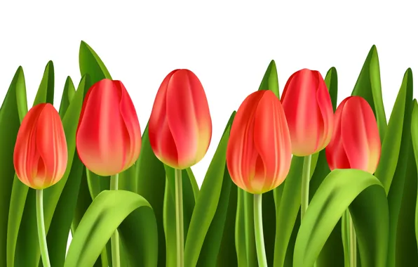 Picture flowers, tulips, buds