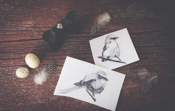 Picture birds, figure, eggs, feathers, drawings, binoculars, bird