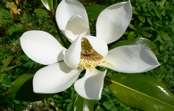 Picture greens, background, stamens, Magnolia flower, white petals, luster leaf, flowering white Magnolia