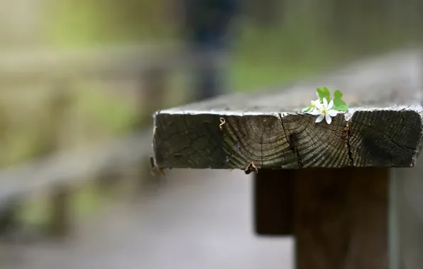 Picture flower, background, bench