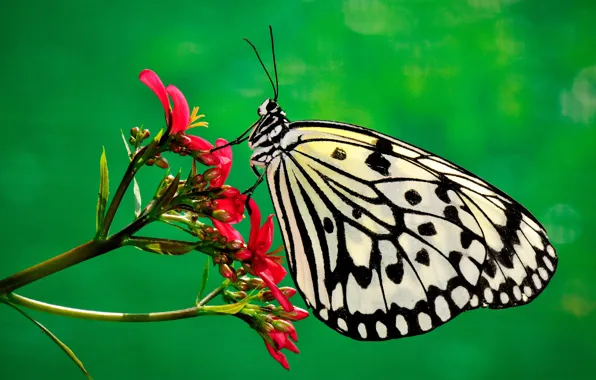 Picture flower, nature, butterfly, plant, insect