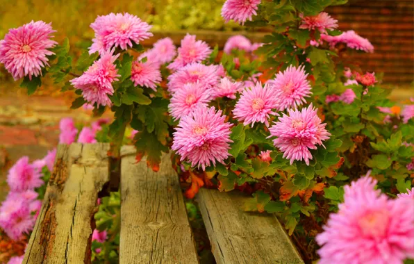 Picture Bench, Pink flowers, Pink flowers