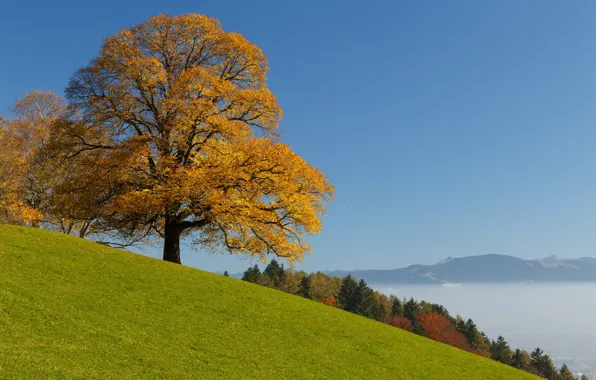 Picture autumn, forest, tree, Switzerland