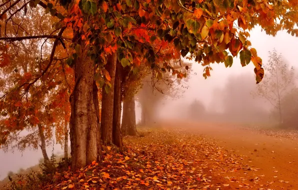 Picture fog, falling leaves, autumn Park