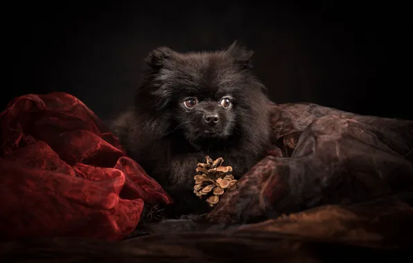 Picture portrait, dog, bump, black background, organza, Spitz