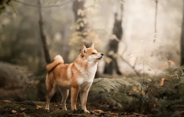 Picture forest, dog, Shiba inu