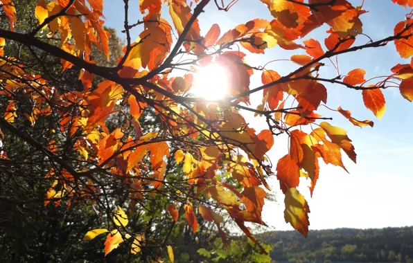Picture autumn, the sun, bright, nature, Blik, brightness, bright red
