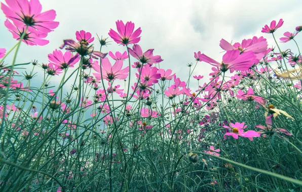 Picture field, summer, flowers, summer, pink, field, pink, flowers, cosmos