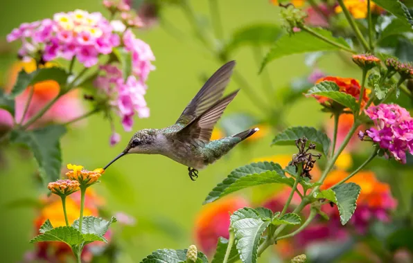 Picture flight, flowers, wings, Hummingbird