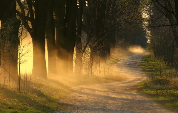 Picture road, light, fog, morning