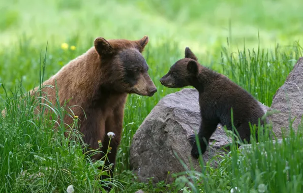Picture baby, bear, mom