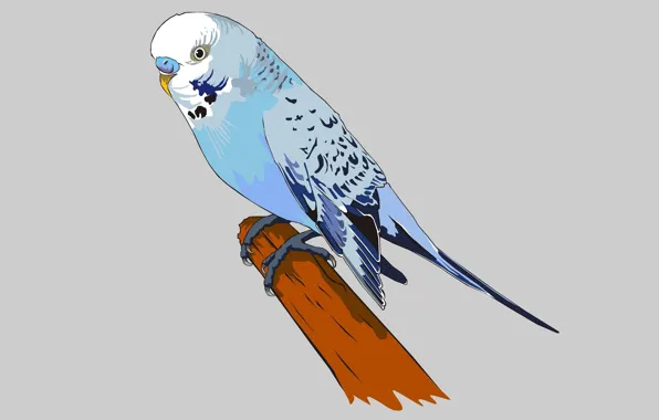 Picture parrot, grey background, vector graphics, budgie
