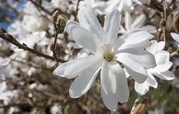 Picture white, tree, spring, Magnolia