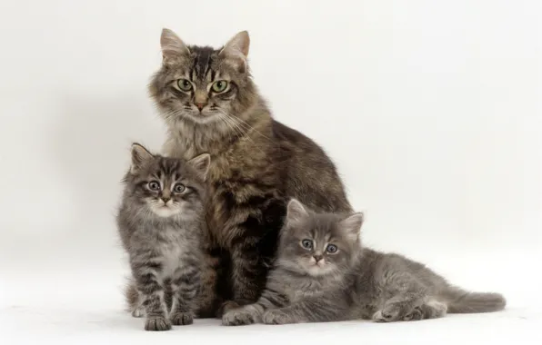 Picture kittens, grey, trio, mom