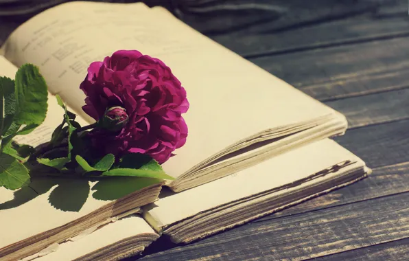 Picture rose, vintage, wood, flowers, beautiful, purple, book
