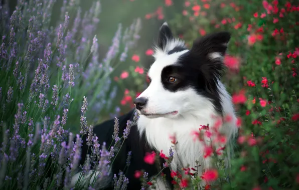 Picture summer, flowers, dog