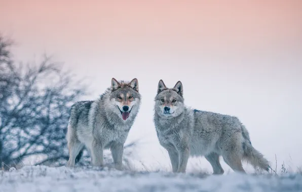 Picture winter, wolves, bokeh