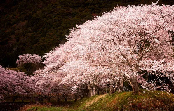 Picture spring, Japan, Sakura, flowering, Hyogo
