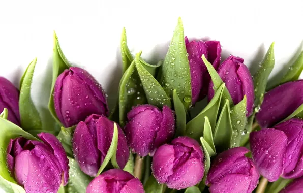 Picture light, flowers, freshness, spring, white background, shadows, green leaves, dew drops, purple tulips