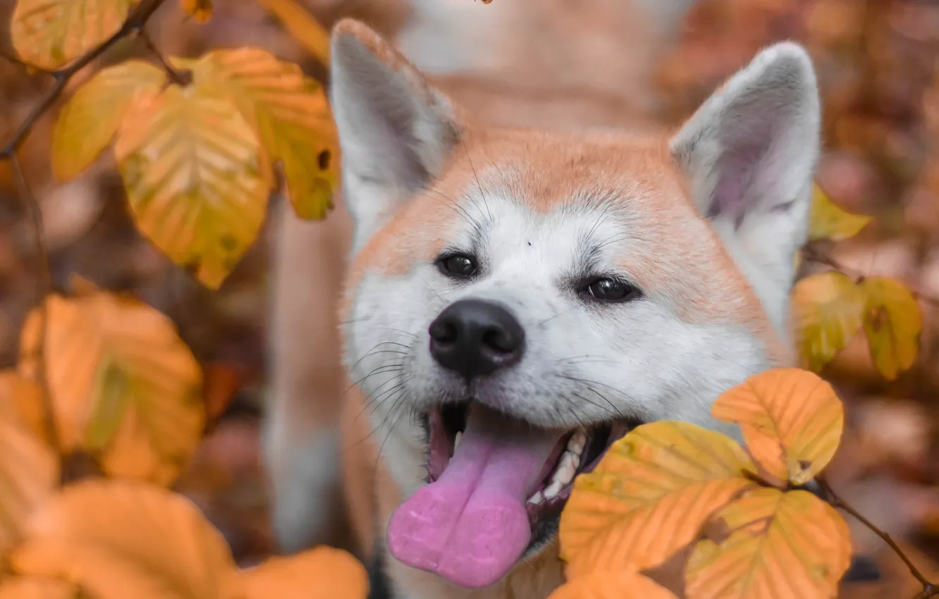 Photo wallpaper autumn, language, face, leaves, branches, dog, yellow, mouth, bokeh, Akita inu