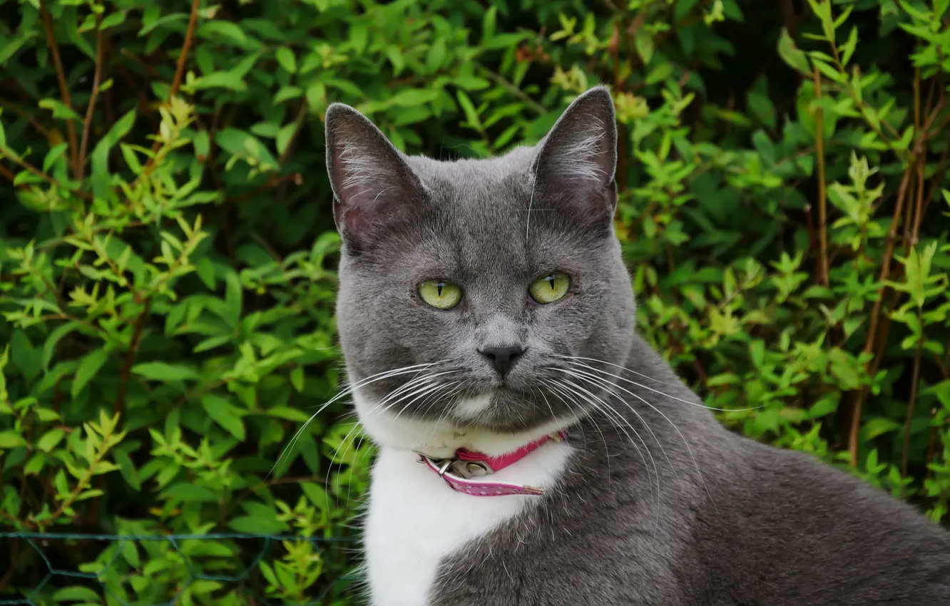 Photo wallpaper grey, collar, kitty
