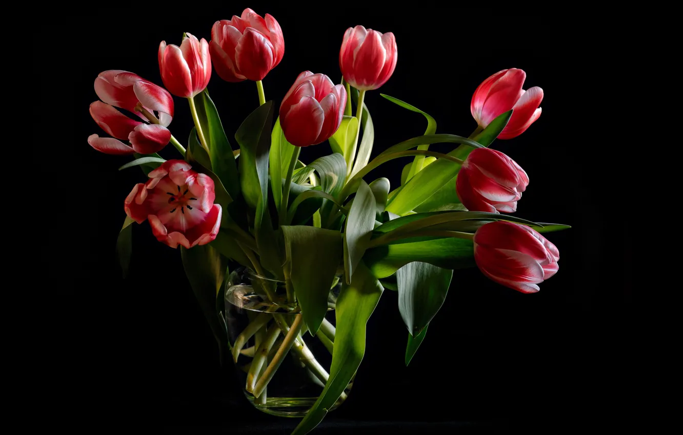 Wallpaper Leaves Flowers Bouquet Tulips Vase Black Background Buds Images For Desktop Section Cvety Download