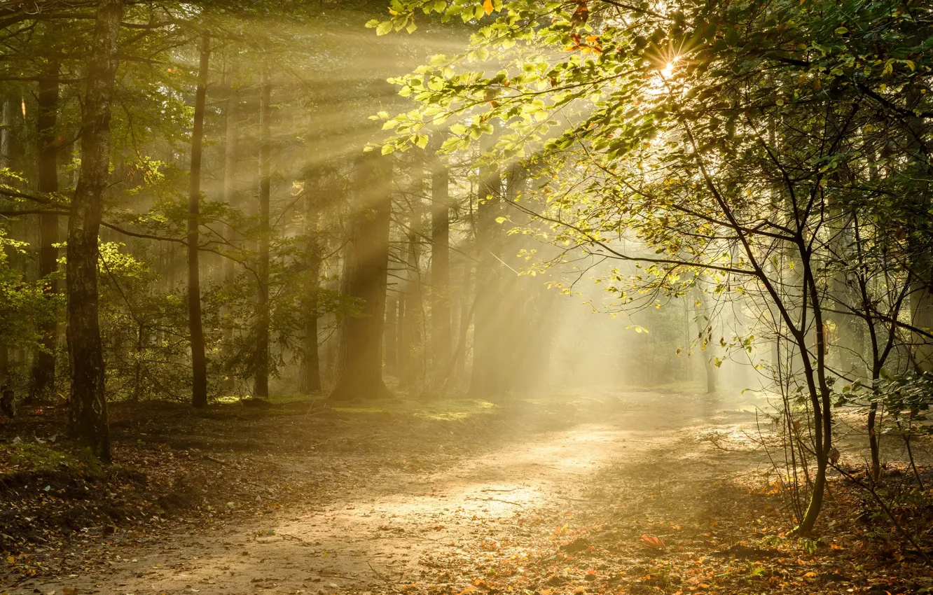 Photo wallpaper autumn, forest, rays, light, trees, trail, Netherlands, Netherlands, Utrecht, Utrecht