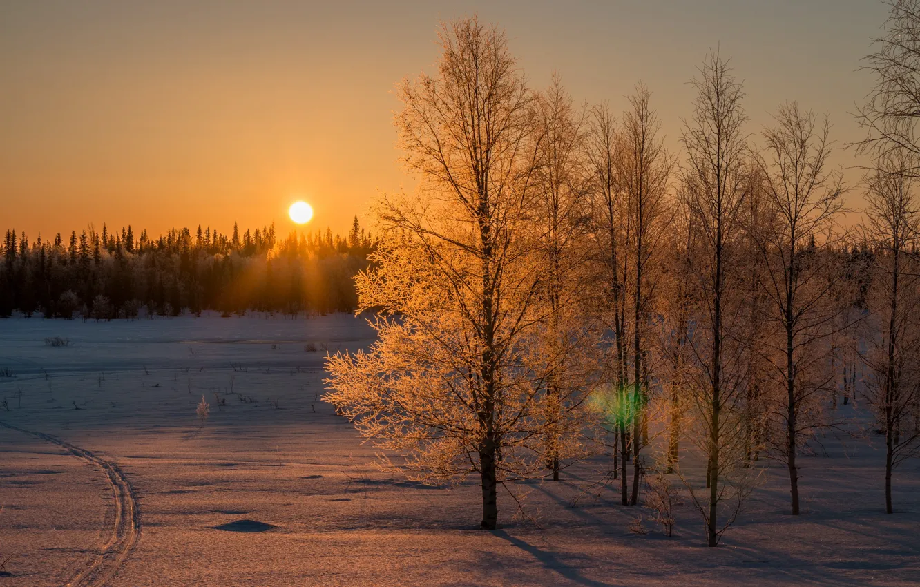 Photo wallpaper The sun, The sky, Nature, Winter, Trees, Snow, Forest, Branches, Rays