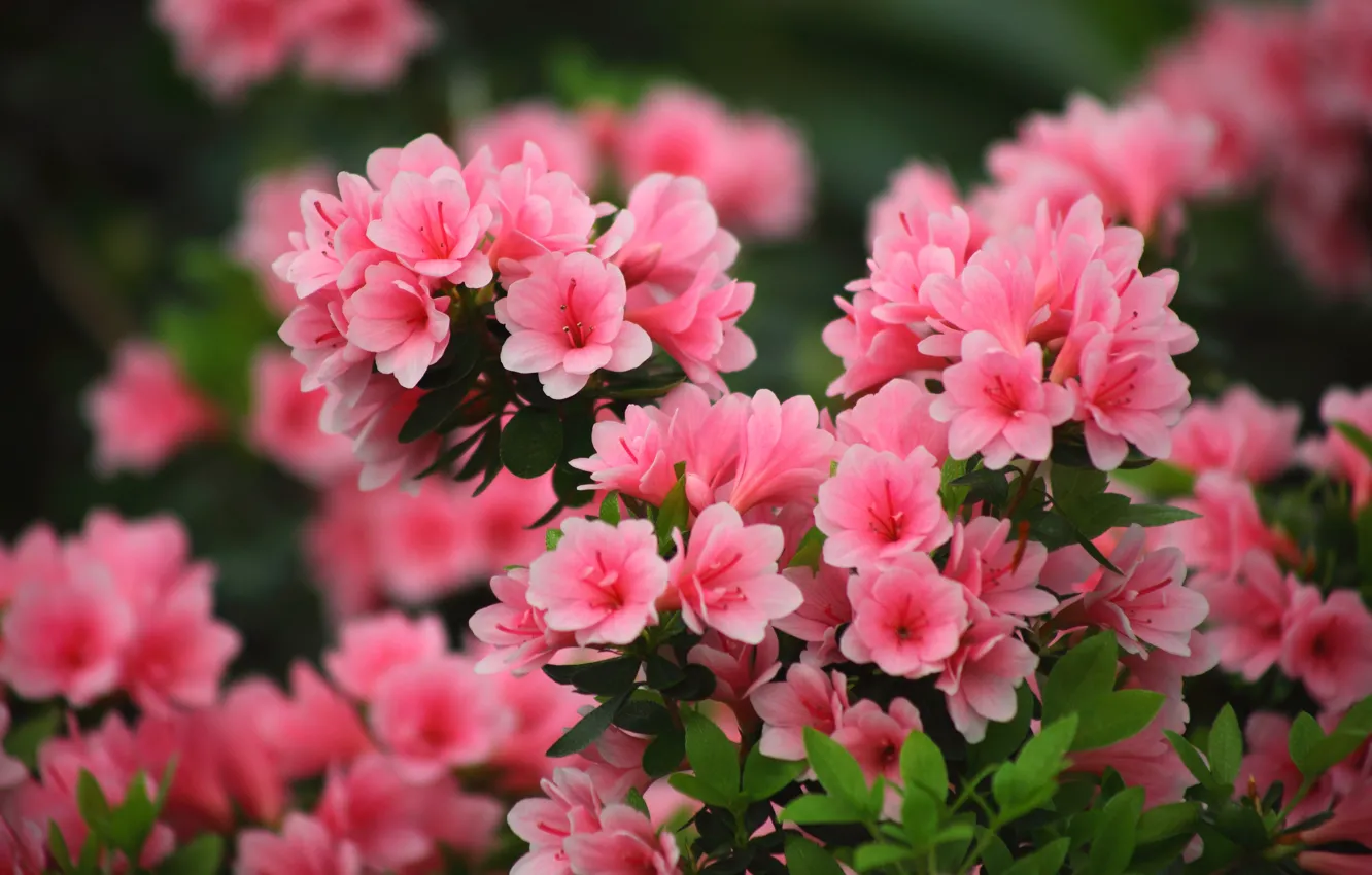 Wallpaper flowers, nature, background, garden, gentle, pink, leaves, Azalea,  rhododendrons images for desktop, section цветы - download