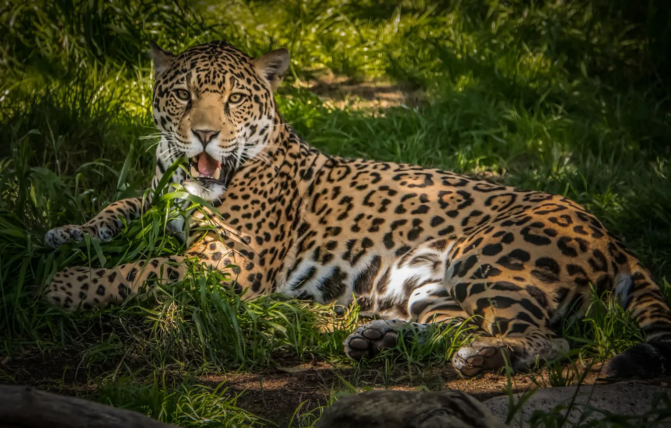 Wallpaper animal, predator, wool, Jaguar, color, dangerous images for  desktop, section кошки - download