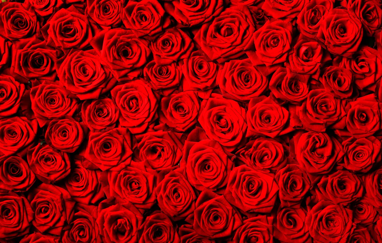 Photo wallpaper flowers, background, roses, texture, red