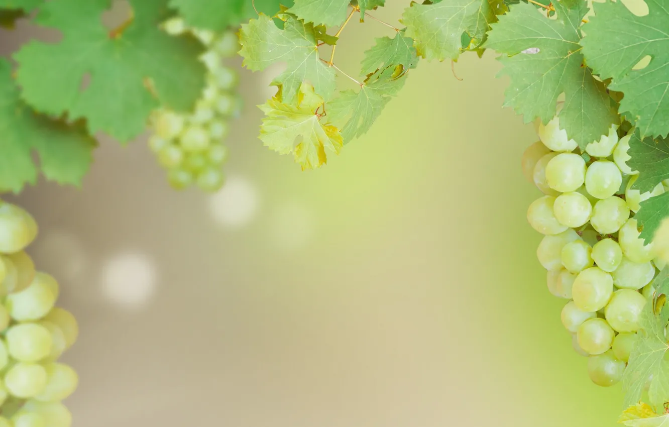 Wallpaper grapes, bunch, Grape images for desktop, section природа -  download