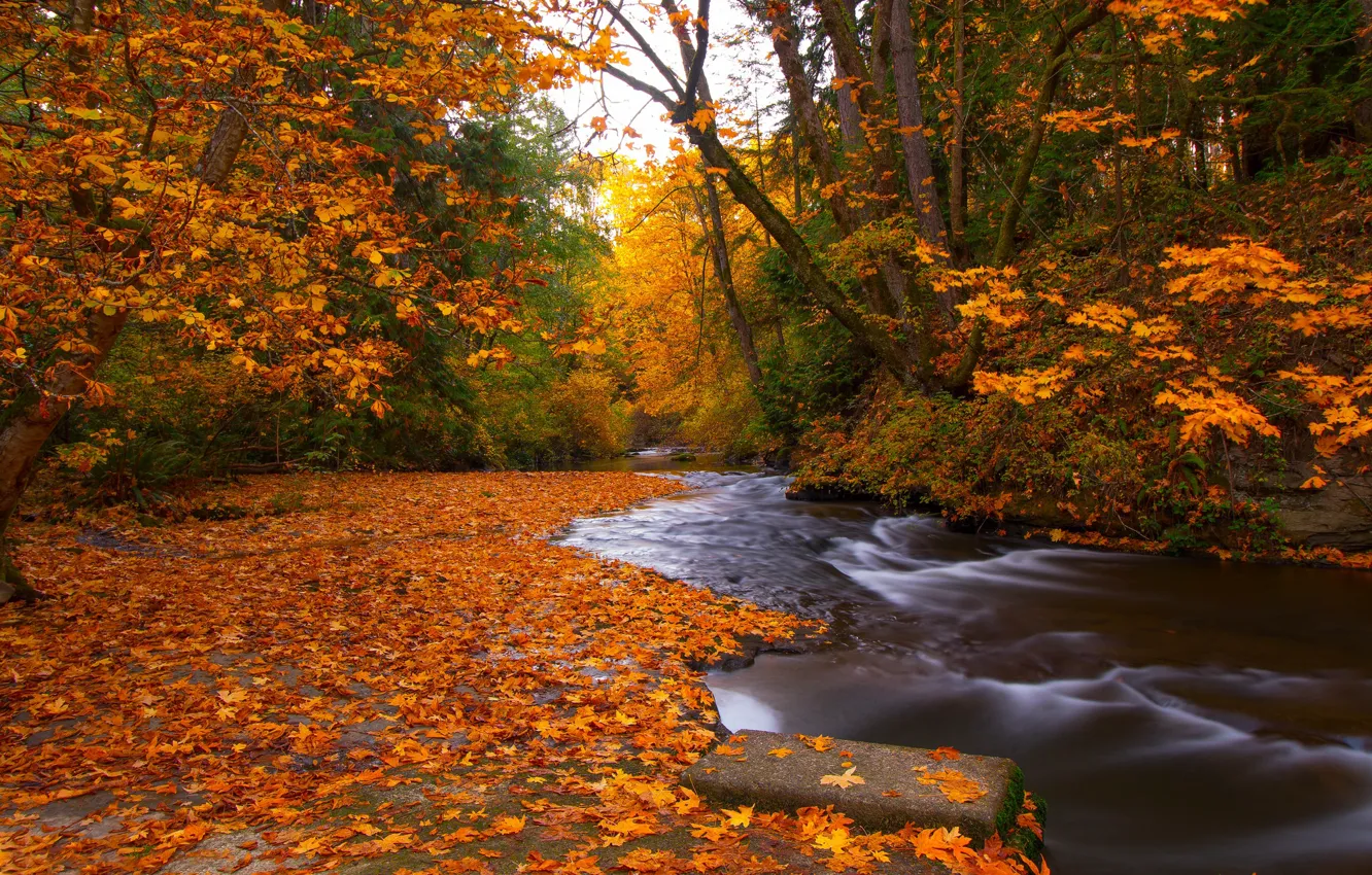 Photo wallpaper autumn, forest, leaves, trees, river, foliage, Canada, Canada, British Columbia, British Columbia, Nanaimo, Bowen Park, …