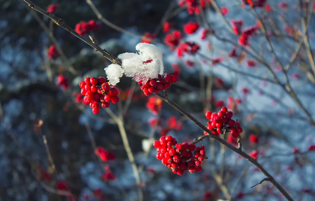 Photo wallpaper cold, winter, snow, branches, red, berries, tree, frost, red, Rowan, branches in the snow