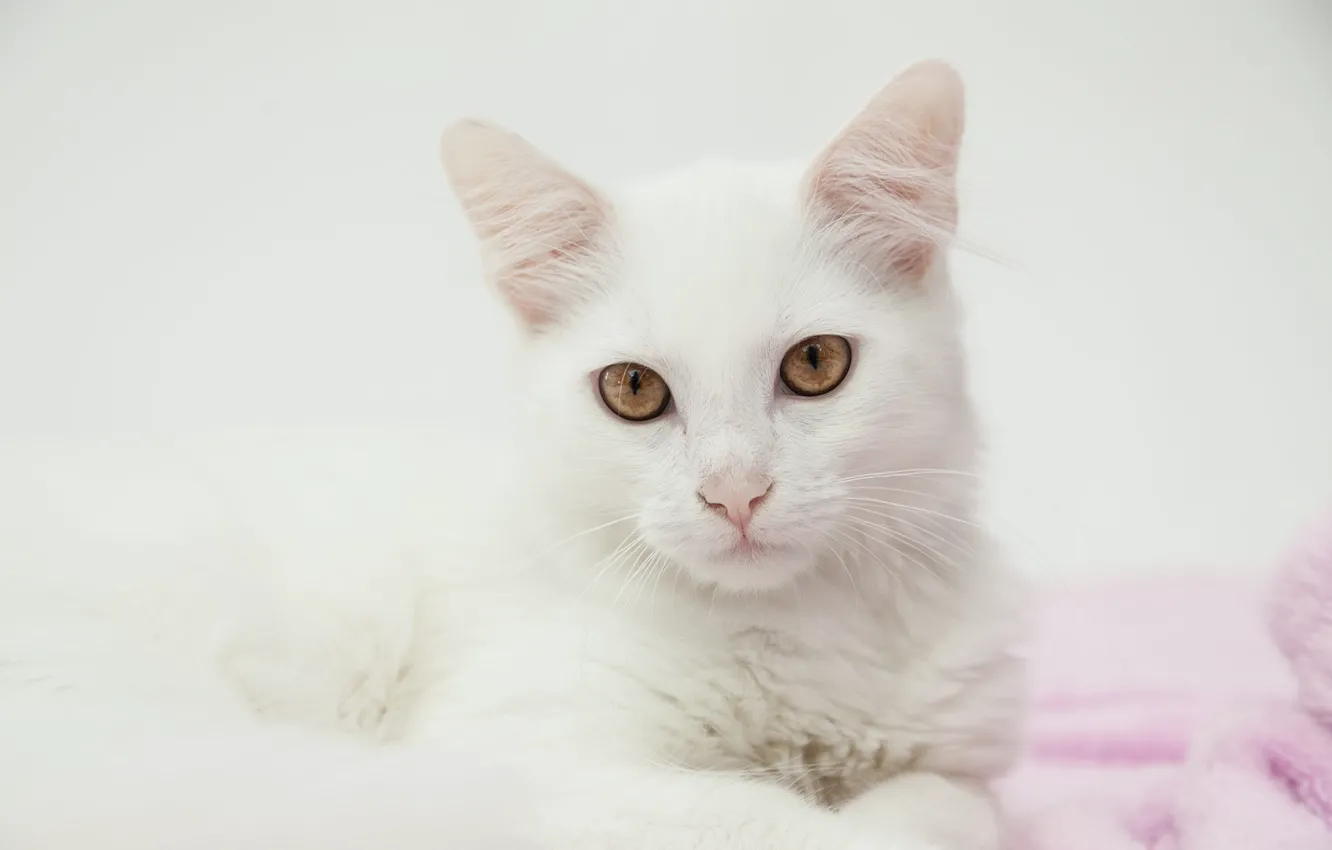 Wallpaper cat eyes cat face background portrait towel light