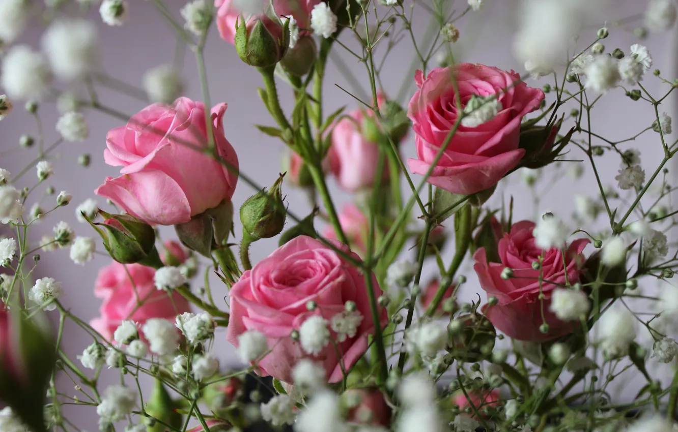 Photo wallpaper roses, Flowers, gentle