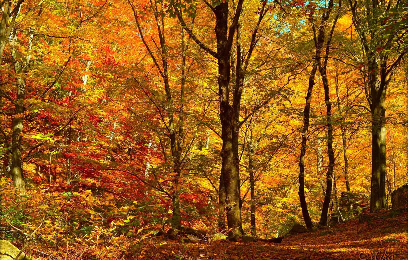 Photo wallpaper Autumn, Trees, Forest, Fall, Foliage, Autumn, Forest, Trees, Falling leaves, Leaves