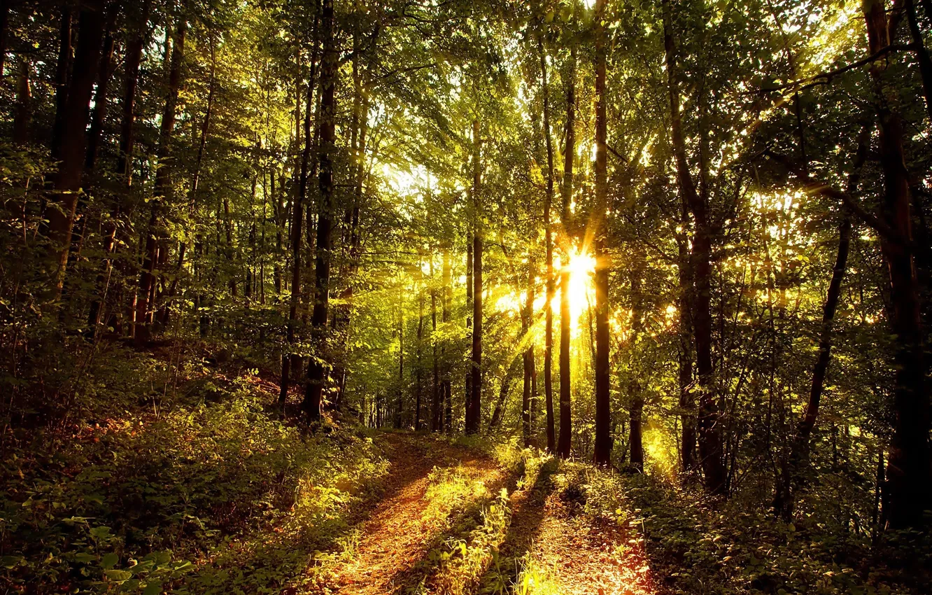 Photo wallpaper The sun, Nature, Trees, Forest, Leaves, Branches, The Sun's Rays, Forest Road