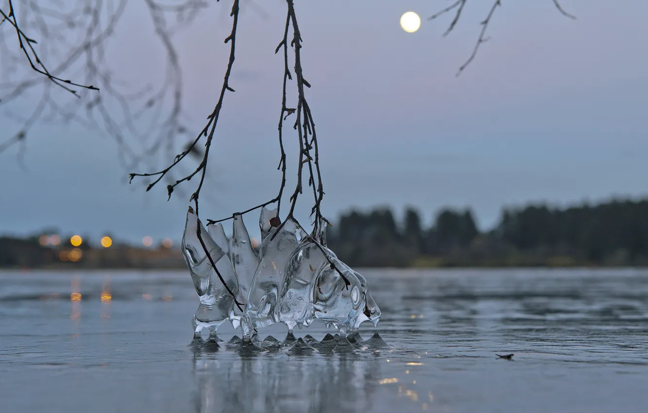 Photo wallpaper water, macro, branches, lake, ice