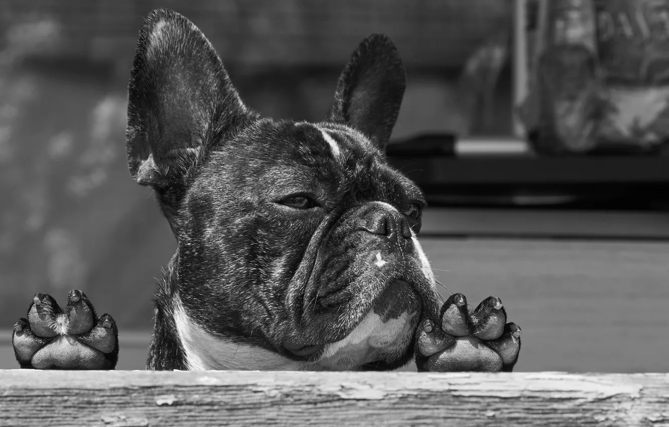 Photo wallpaper face, dog, paws, black and white, monochrome, French bulldog